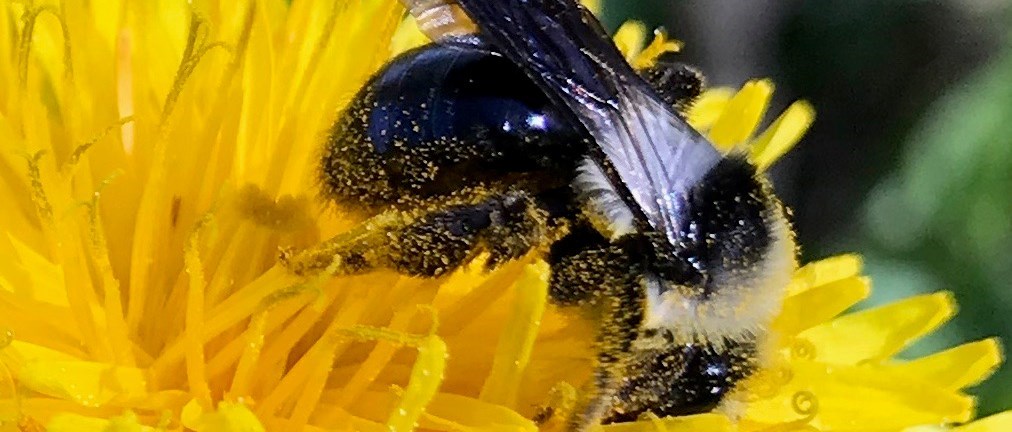 Humla full av pollen sittandes i en maskros