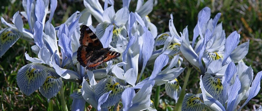 fjäril bland iris