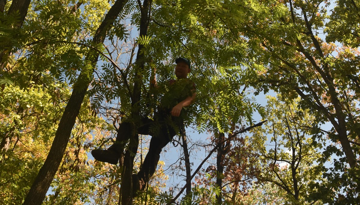 Man som klättrar i träd i Rumänien