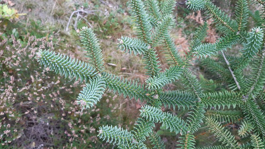 Abies pinsapo var. marocana