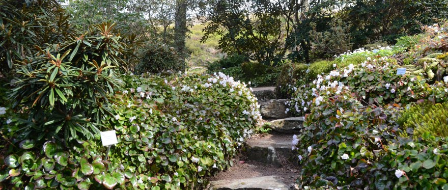 klippträdgården asien