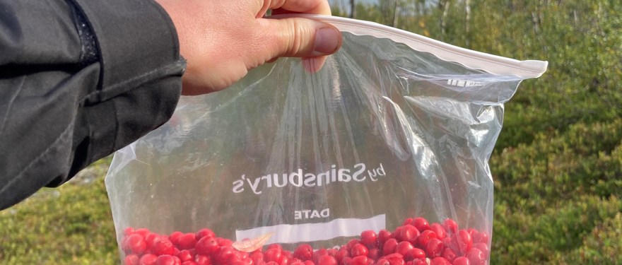 Stina har samlat hönsbär