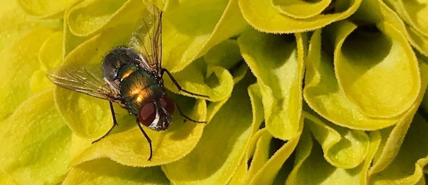 fluga