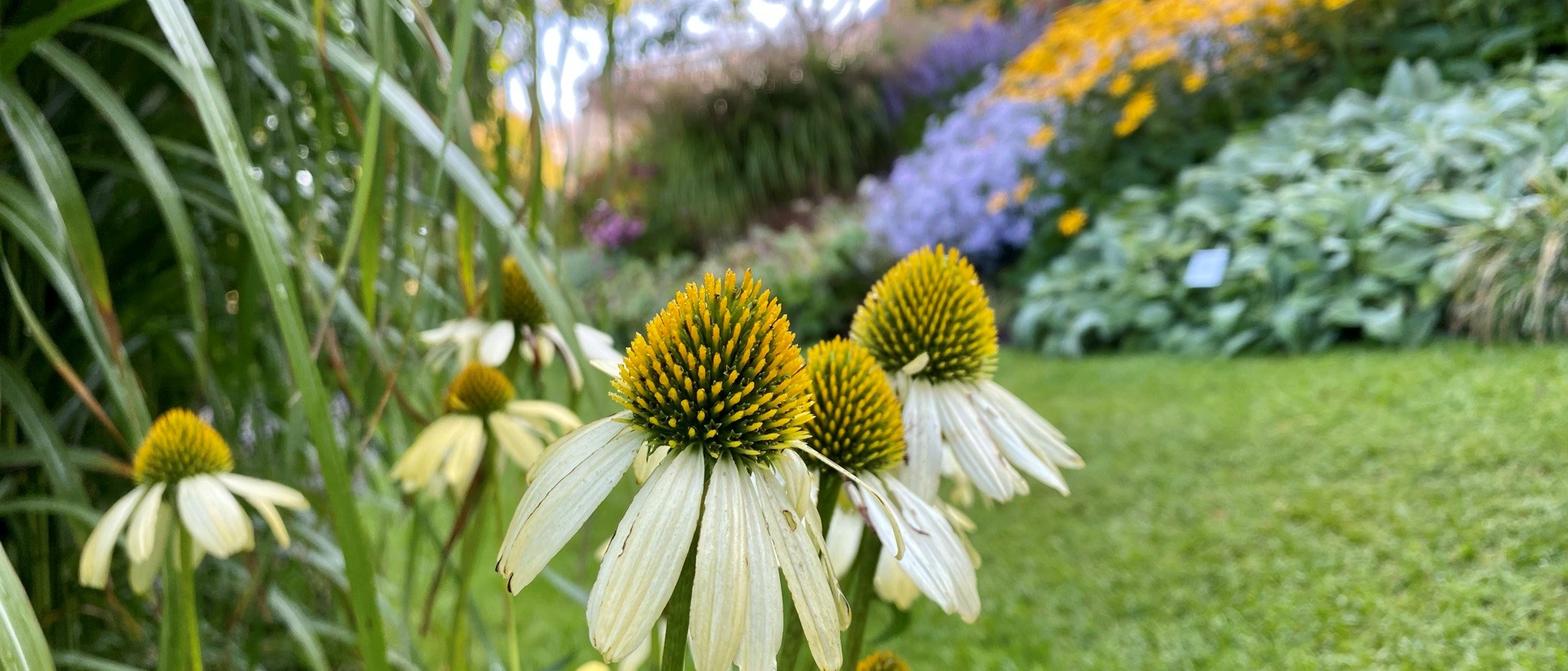 Anläggningen Gramina et flores - Gulvit rudbeckia