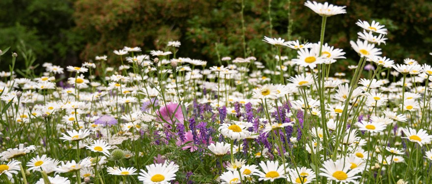 ängsblommor