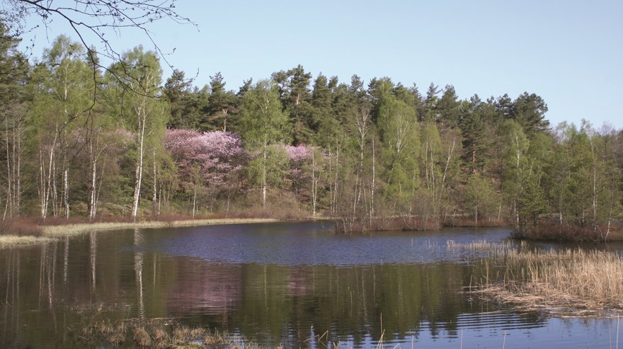 Finnsmossen