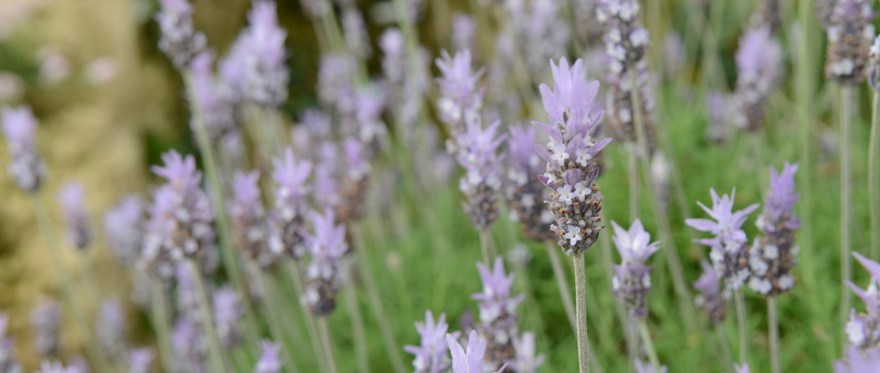 Lavendel