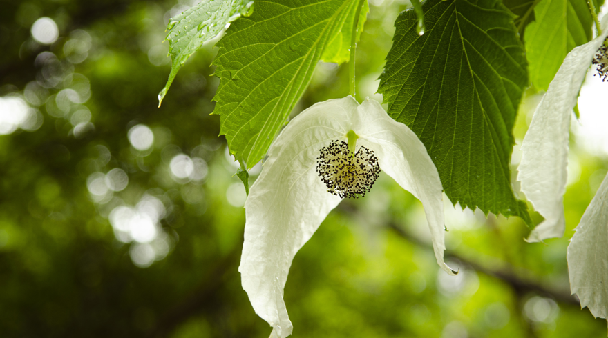 davidia involucrata