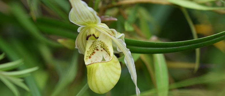 orkidé