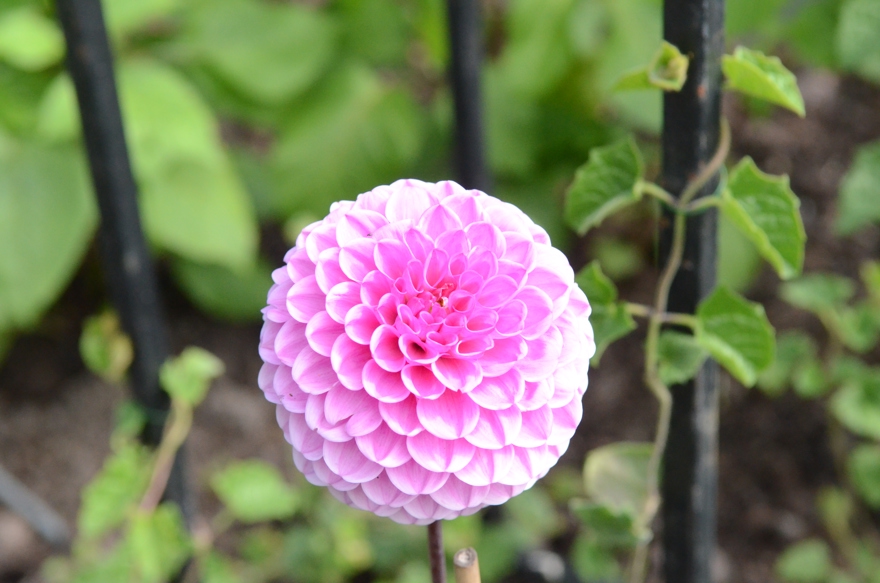 dahlia