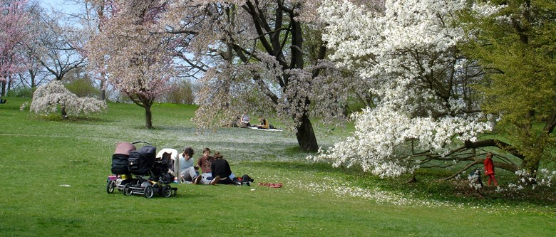 Picknick under körsbärsträd