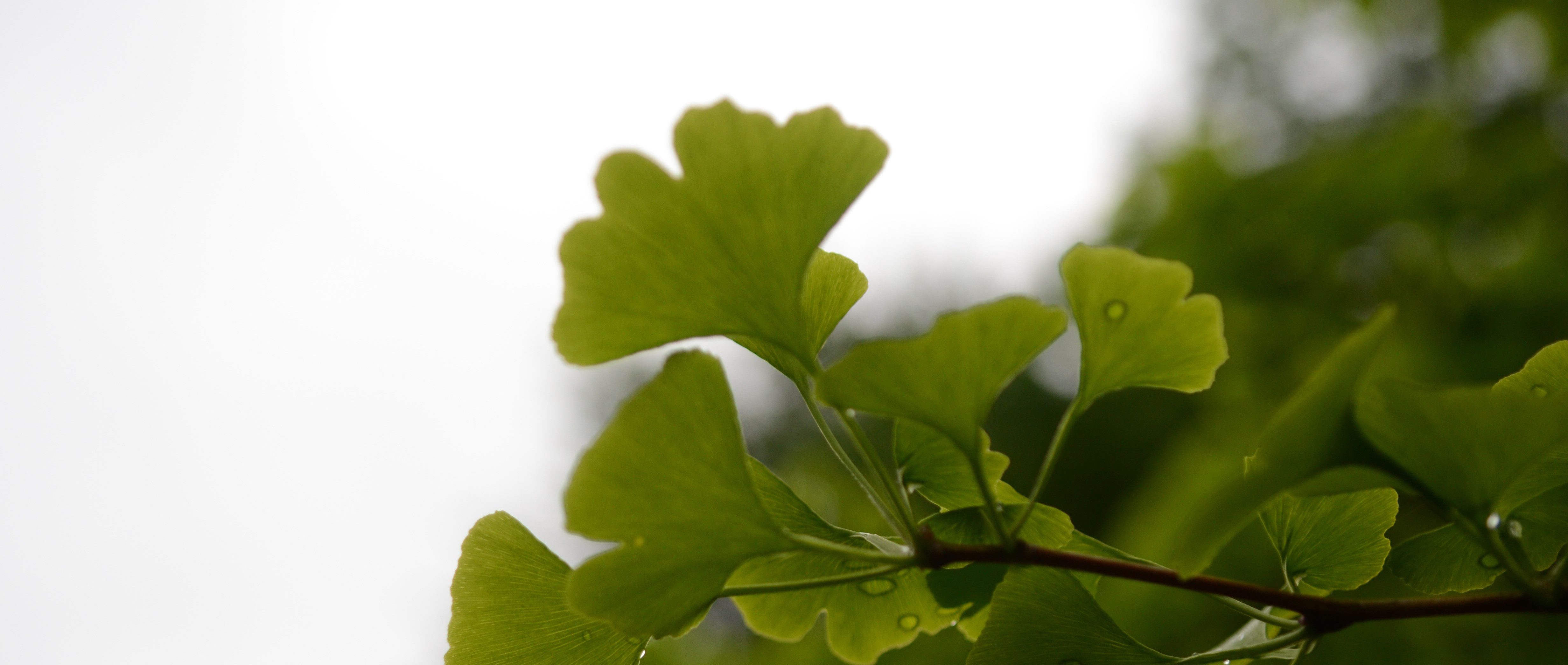 ginko biloba