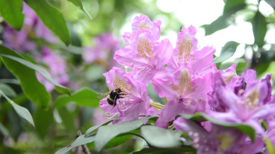 Rhododendron med bi