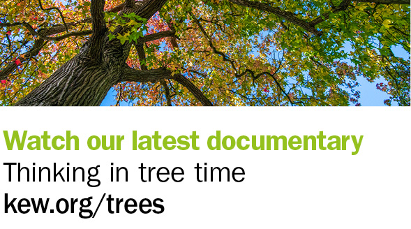 Thinking in Tree Time