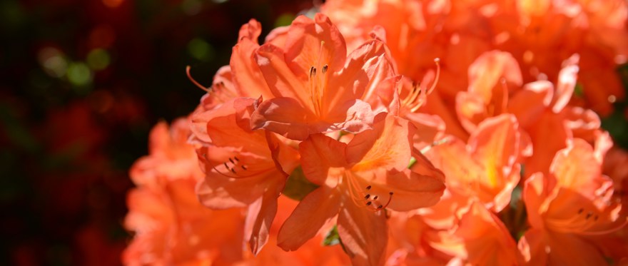 Japans azalea