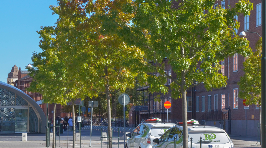 Quercus coccinea i stadsmiljö