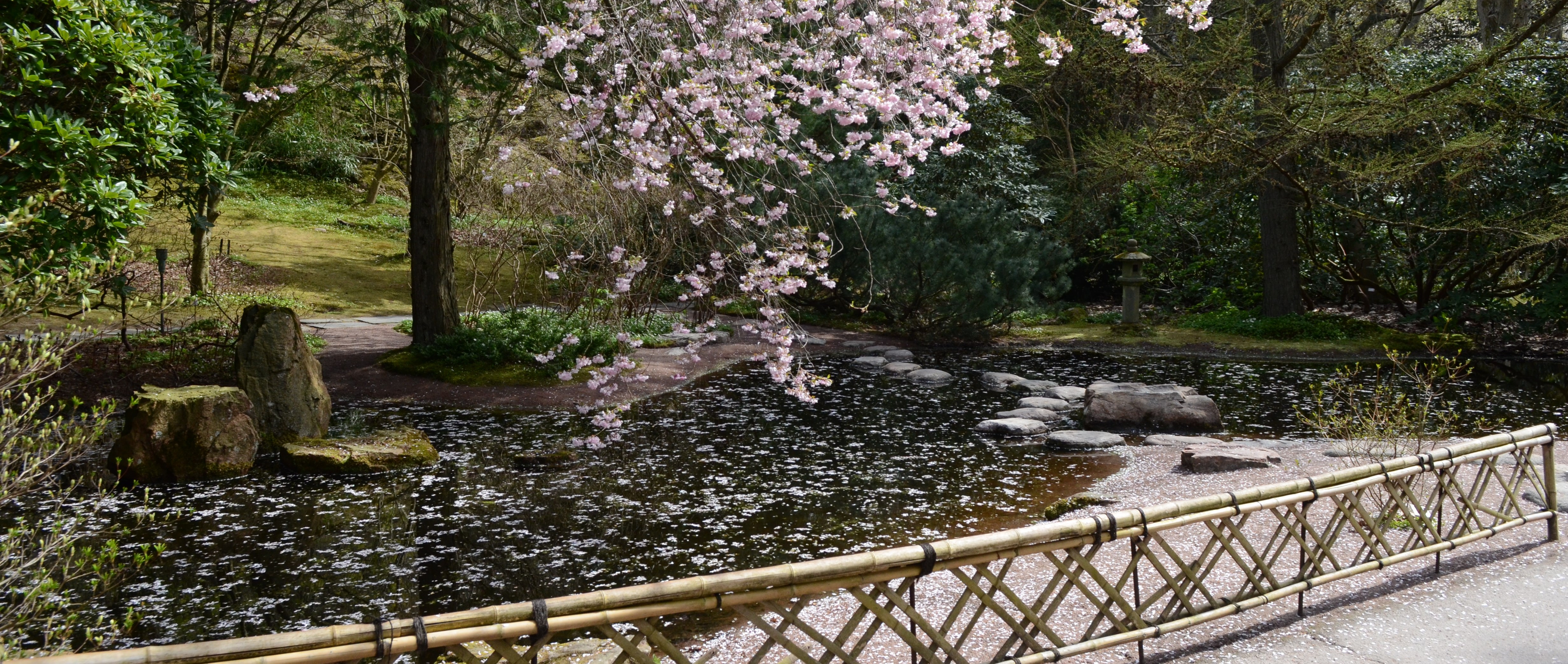 japandalen