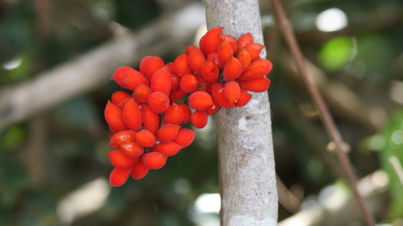 Färglada frukter hos en Cnestis-art (Connaraceae)