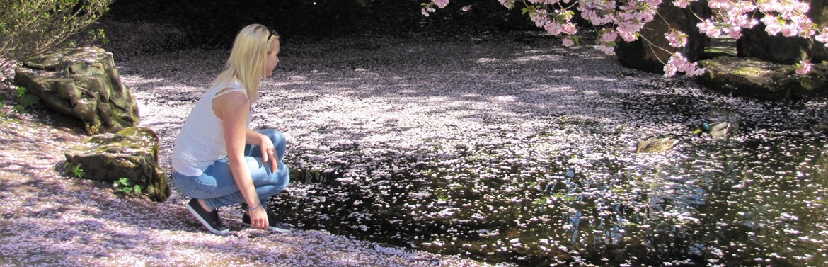 Flicka har satt sig vid kanten av japandalens damm som på ytan är prydd av körsbärsblomblad.