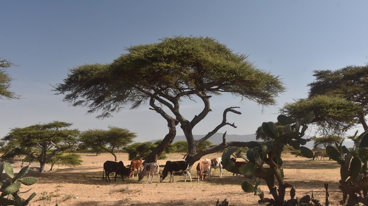 Kor under träd i Etiopien