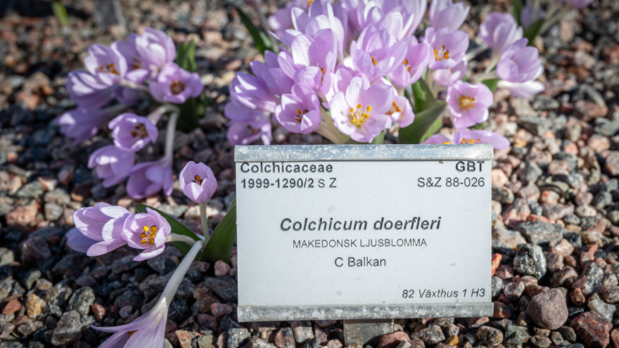 växtskylt som beskriver insamlingsdata, namn med mera för en makedonsk ljusblomma
