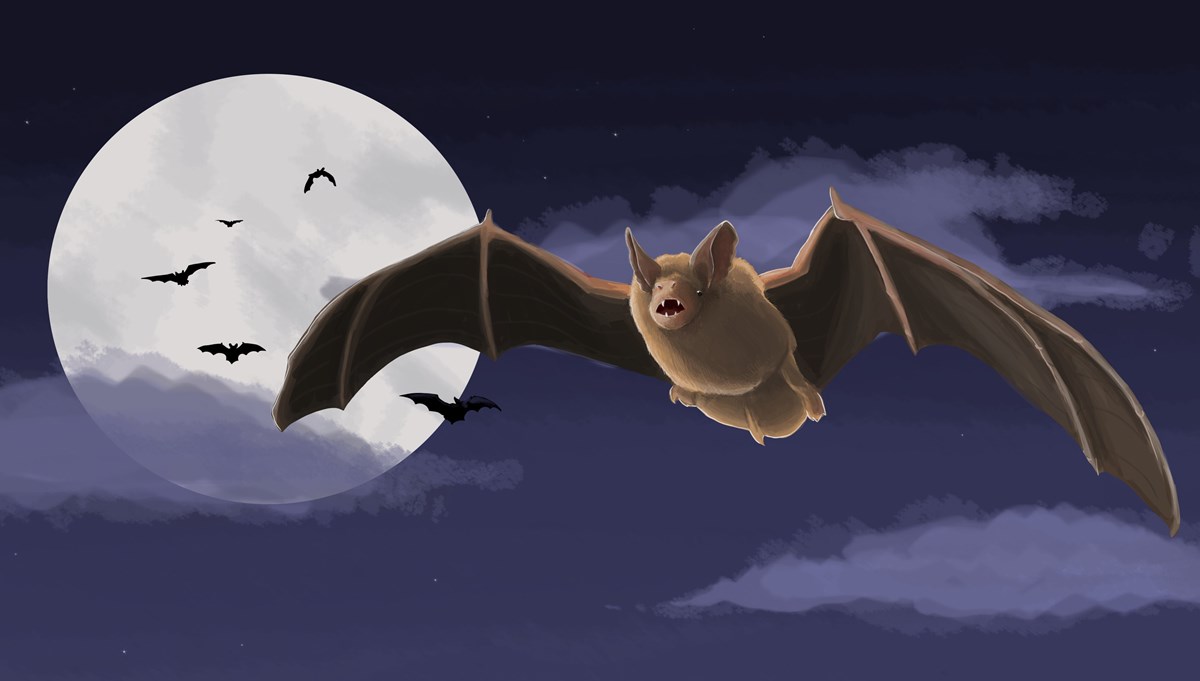 Illustration av fladdermus som flyger framför fullmåne