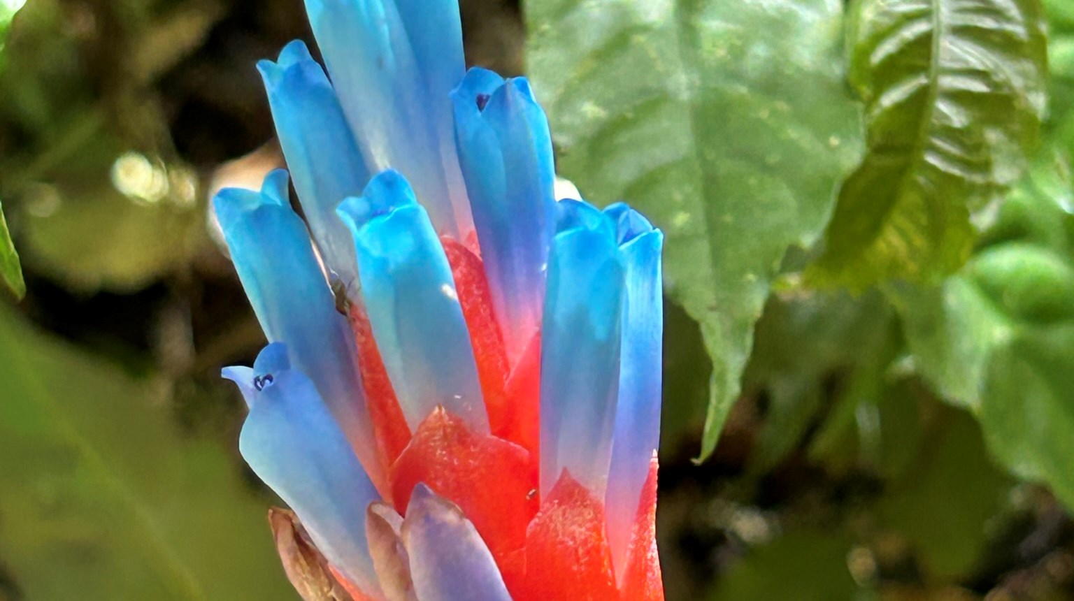en spektakulär bromeliacé