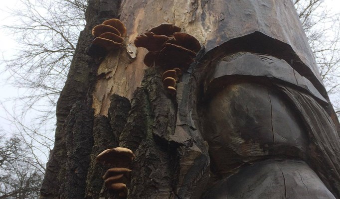 Ostronmussling på stam av poppel. För ett par år sedan omvandlades en grov poppel i centrala Kungälv till skulptur. Varje vinter får denna rikligt med ”öron” i form av sk ”ostronskivling”