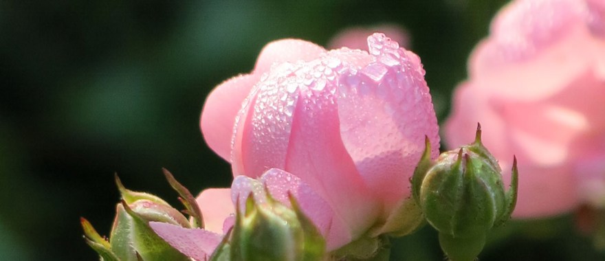 ljusrosa rosenknopp