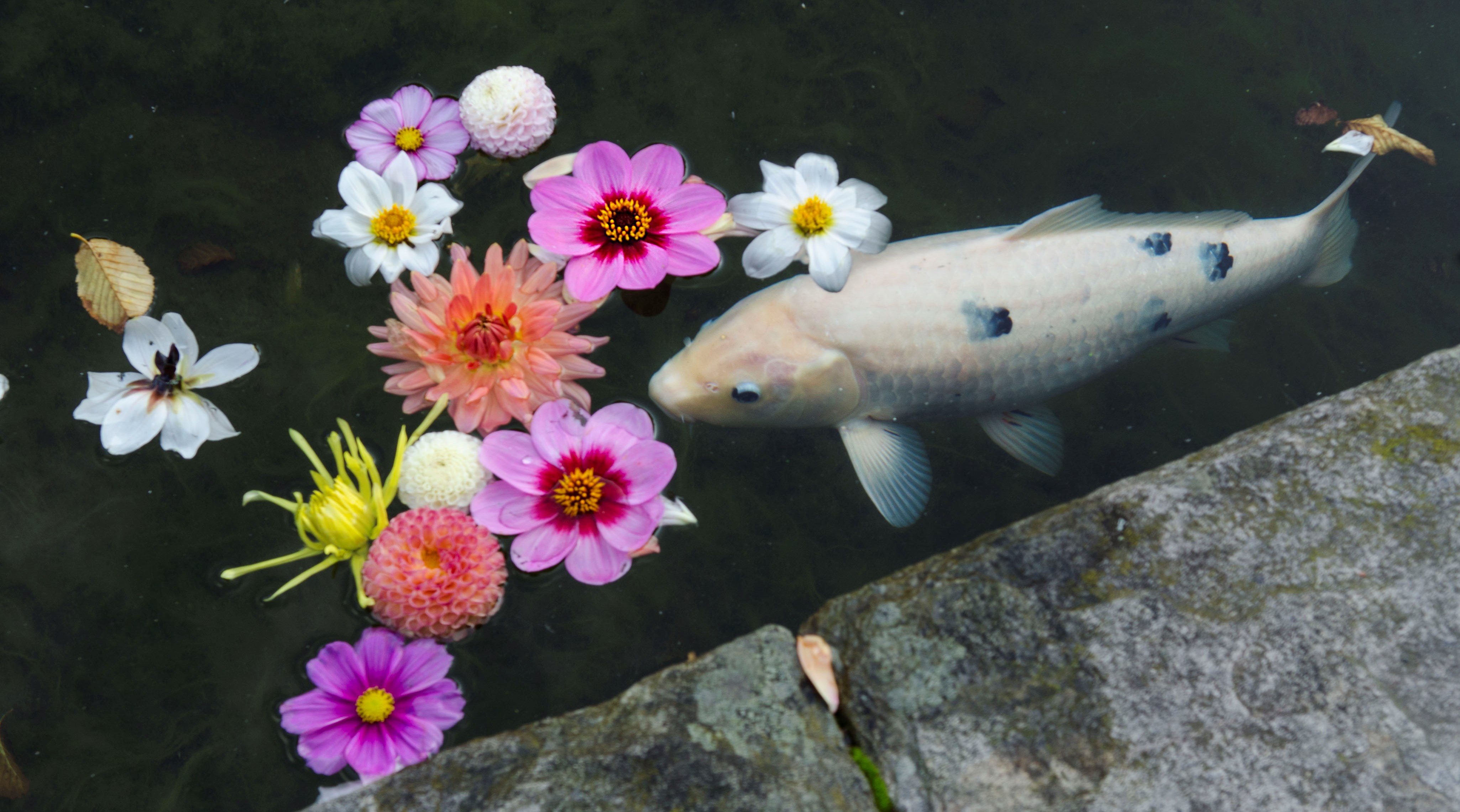 Spegeldammen med dahlia och koi