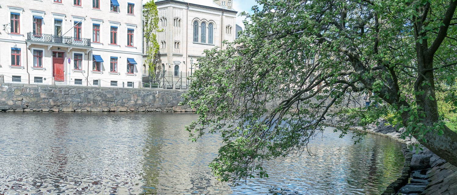 Träd vid kanalens kant i Göteborg