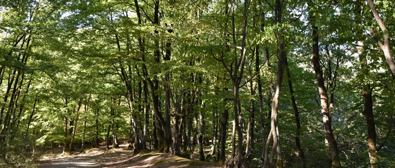 skog av quercus 