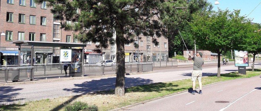 Henrik Sjöman samlar barr från svarttall
