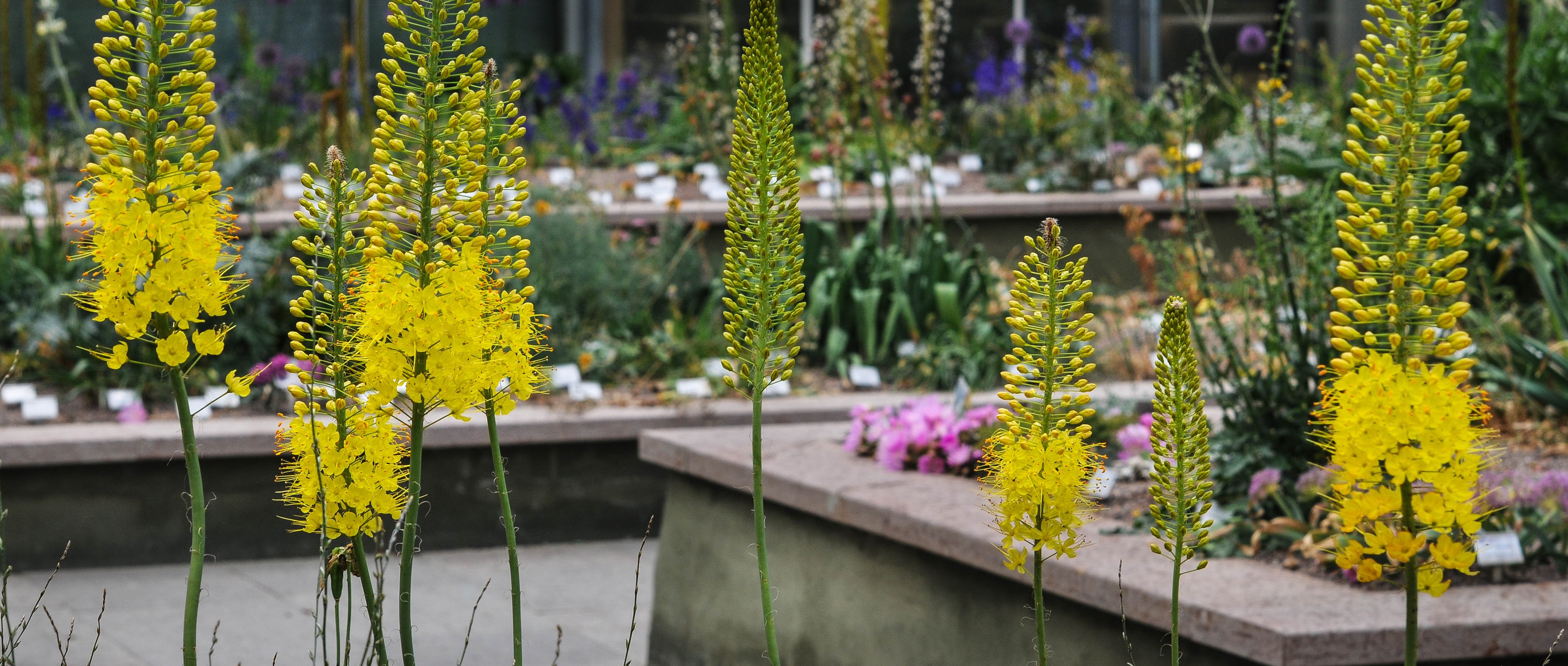 bulb garden