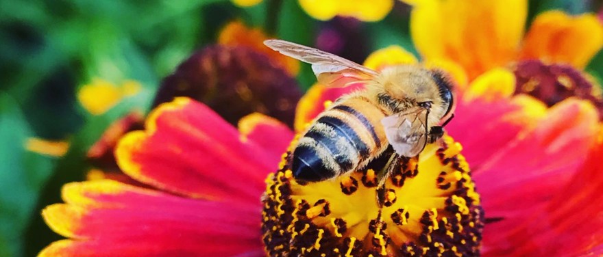 Bi på vacker perenn blomma i sprakande gulröda färger