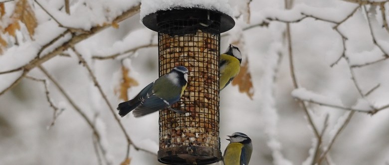 Vinterfåglar äter frön ur fågelmatare
