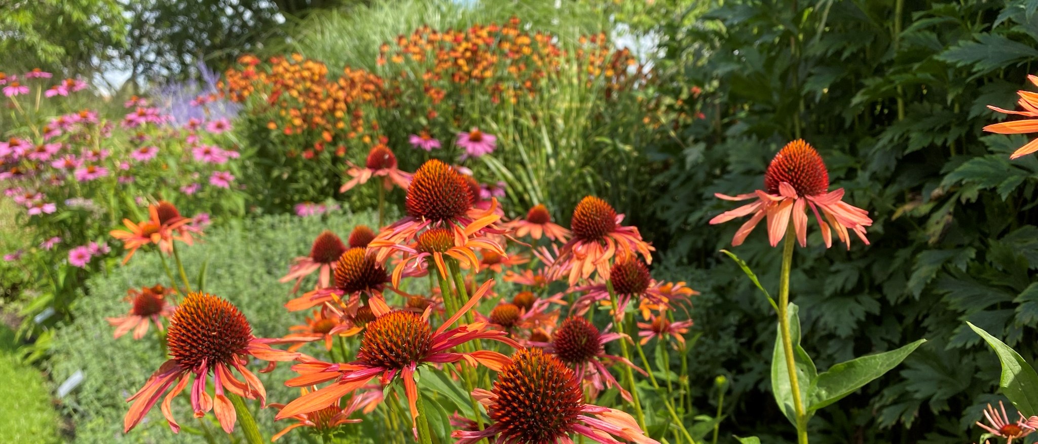 Rudbeckior i Gramina et Flores