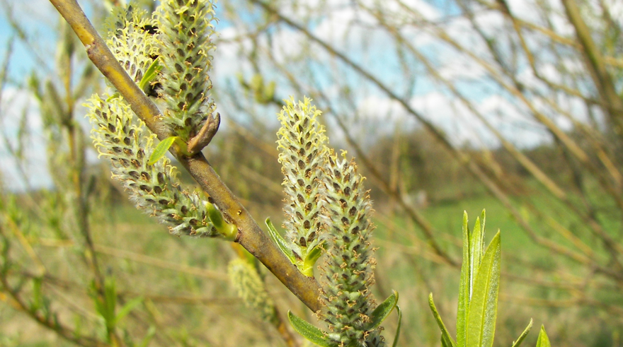 salix viminalis
