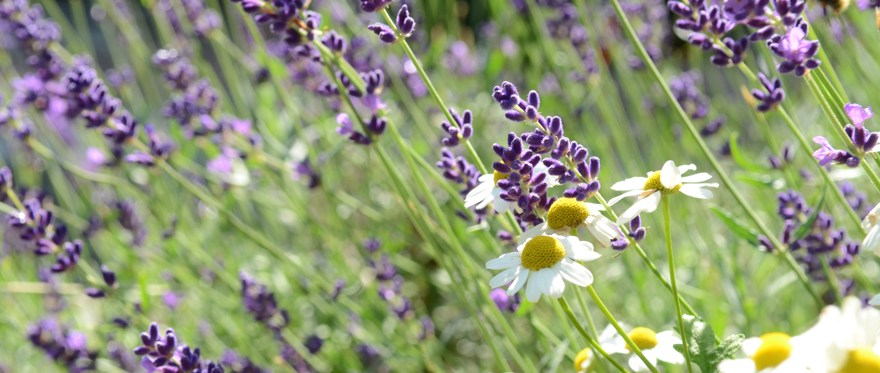 Mattram och lavendel