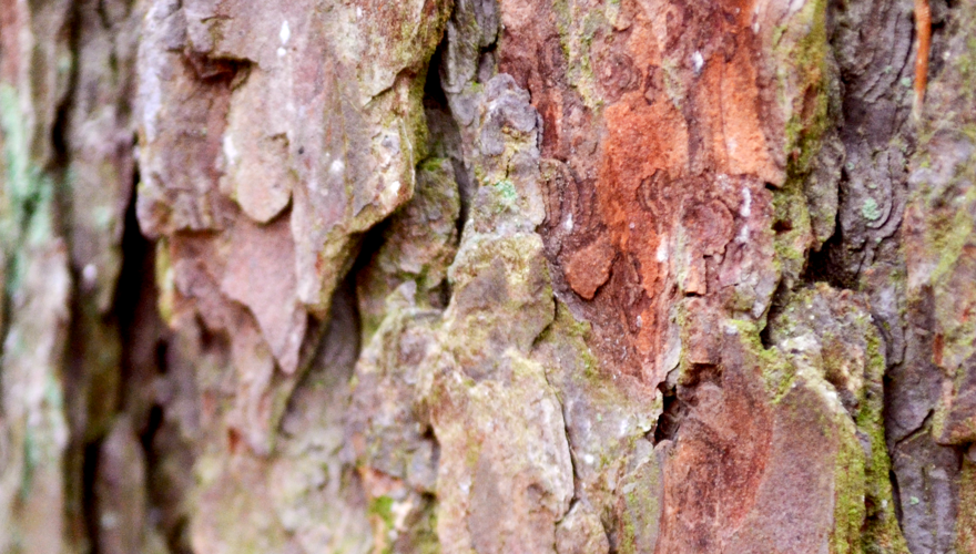 bark