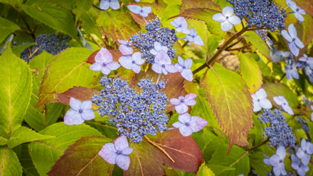 Purpurhortensia