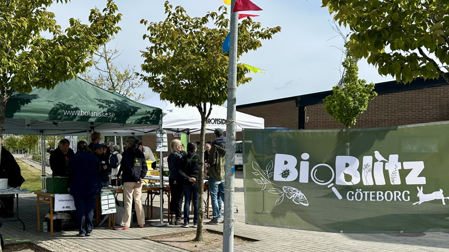 bioblitztorget i angered 2025