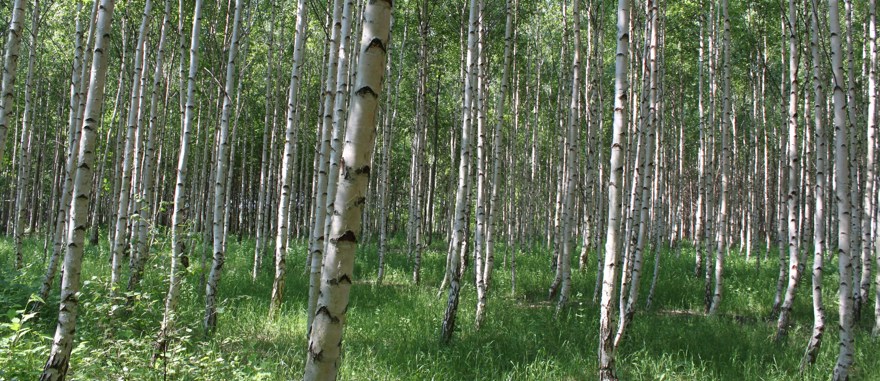 Björkstammar tätt växande