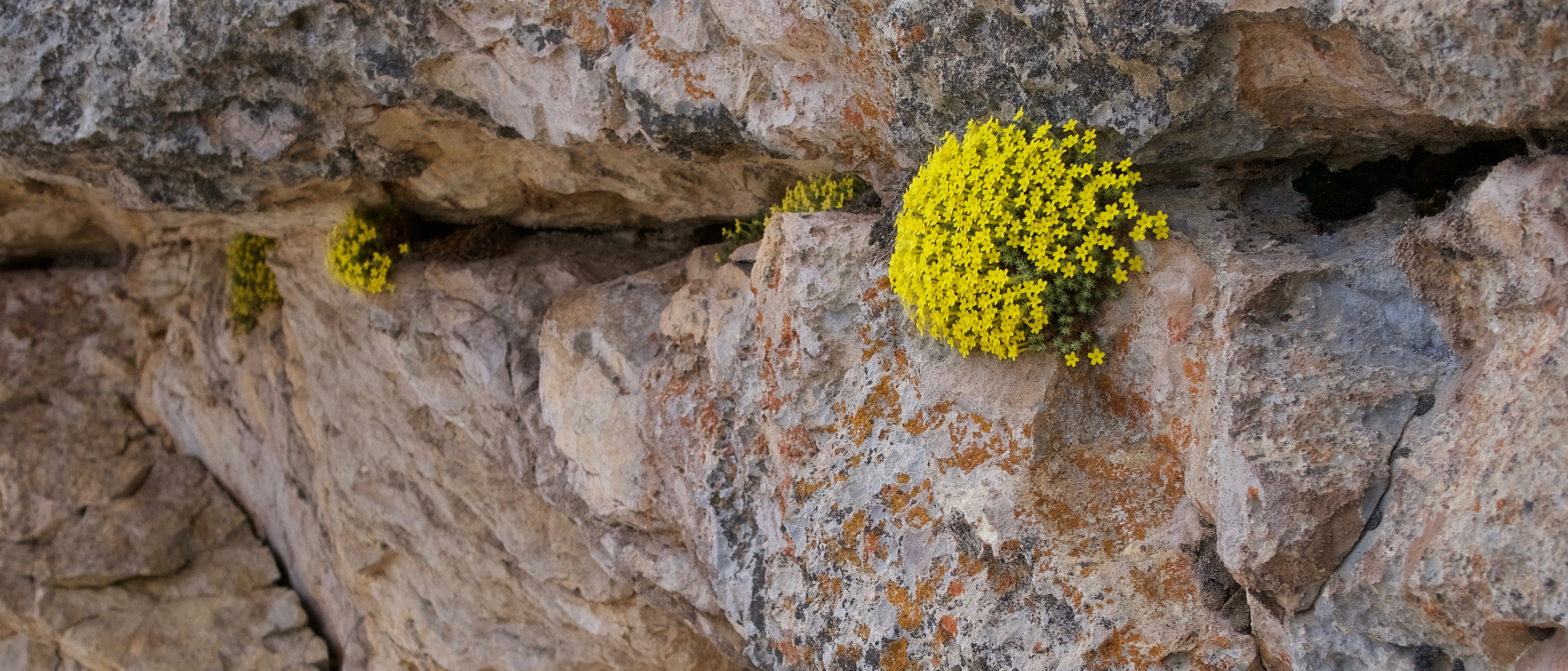 Dionysia