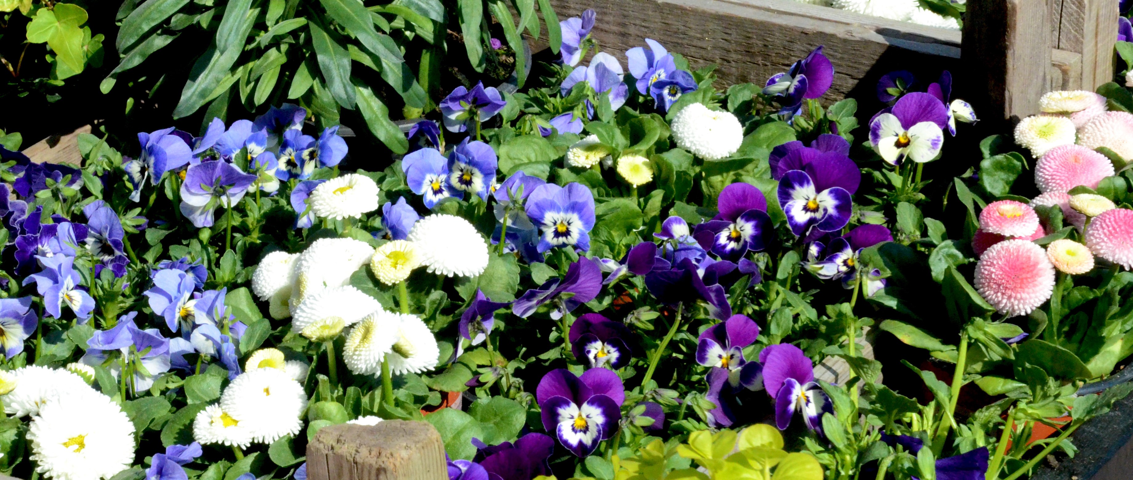 Butiken - Göteborgs botaniska trädgård