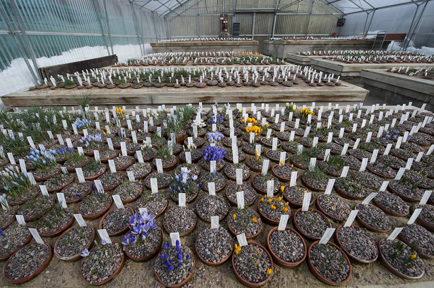Botaniskas löksamling