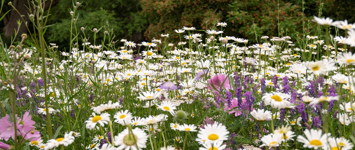 Blomsteräng i Göteborgs botaniska trädgård