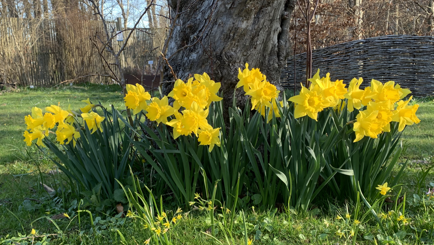 blommande påskliljor