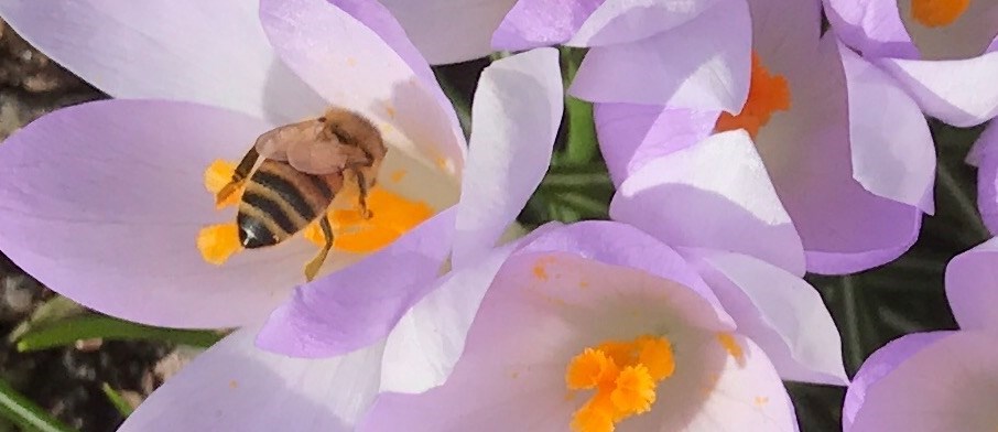 Bi som suger nektar i en krokus