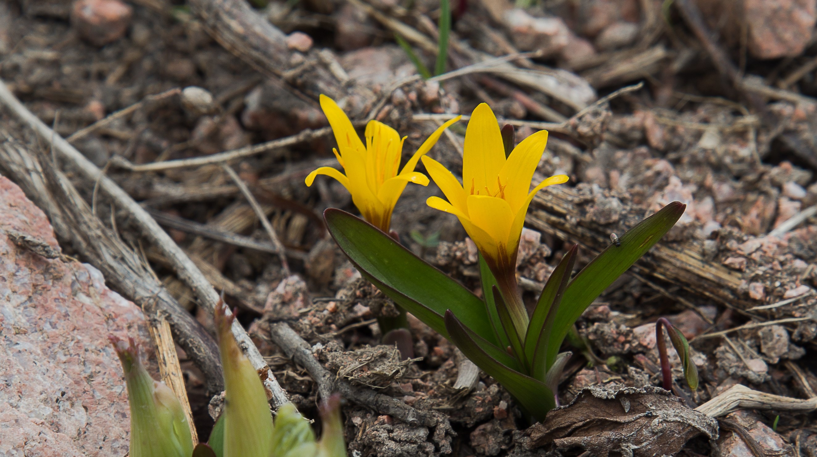 colchicum luteum